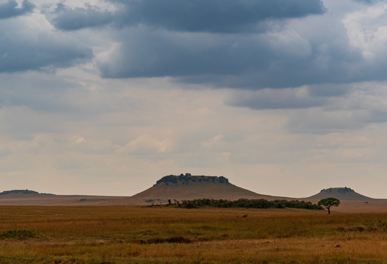 Serengeti plains beneath a dramatic storm sky