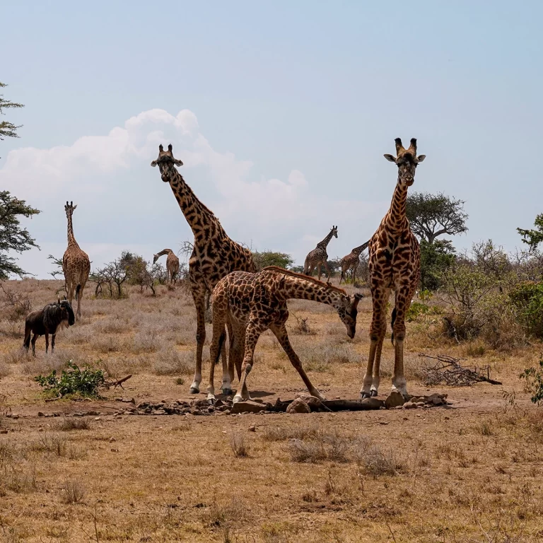 Tales of the Serengeti